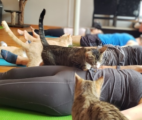 cats eating treats off a woman's stomach at the end of cat yoga