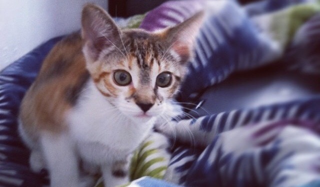 Minnie the cat as a kitten, a tiny calico