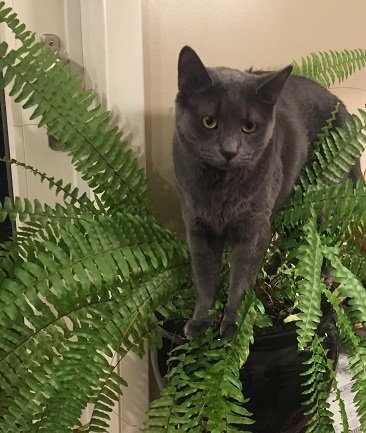 smokey the grey cat standing in a houseplant