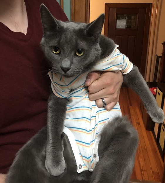Smokey the grey cat being held and wearing a shirt or striped onesie