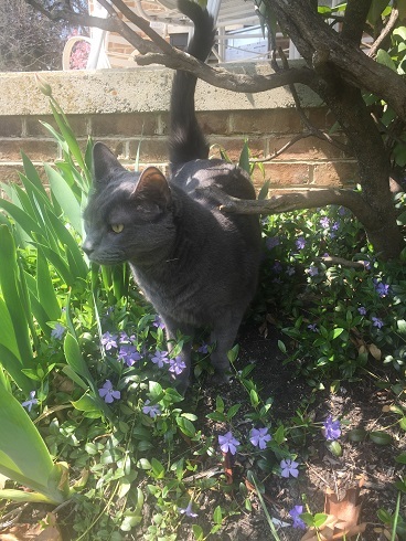 Smokey the grey cat out in the garden