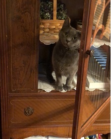 somkey, a grey cat, in a cupboard