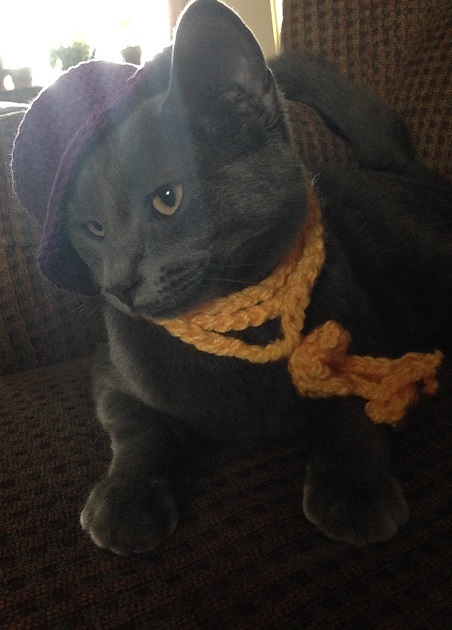 a grey cat named Smokey wearing a killer outfit with a purple hat and yellow knit scarf