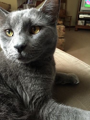 a close up of a grey cat named smokey