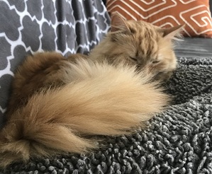 an orange cat with a very fluffy tail