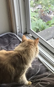 an orange cat looking at a rabbit outside