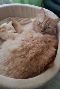 an orange cat named nala in a heated cat bed