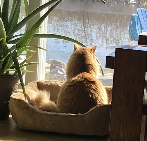 an orange cat staring out the window at the lake