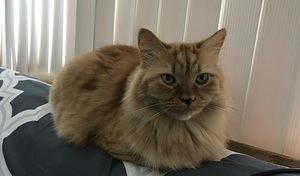 an orange long haired cat on a couch