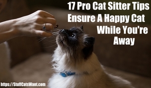 17 pro cat sitter tips ensure a happy cat while you're away
