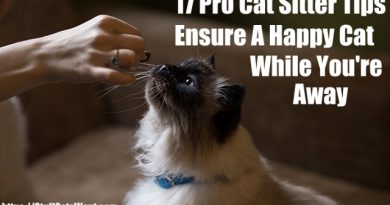 17 Pro Cat Sitter Tips Ensure A Happy Cat While You’re Away 17 pro cat sitter tips ensure a happy cat while you're away