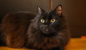 a long haired black cat