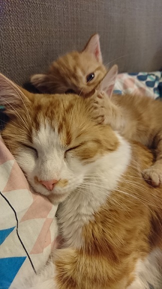 an orange kitten with his orange and white mom