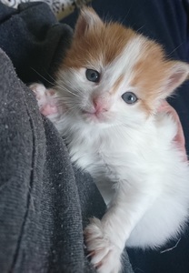 an orange and white kitten in someone's lap