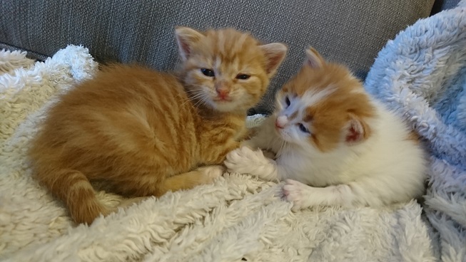 two orange and white kittens waking up