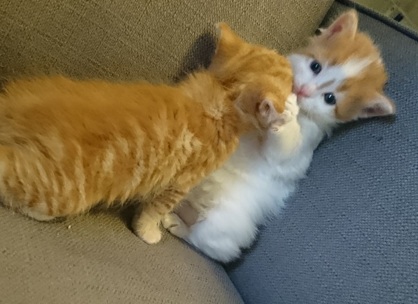 two orange and white kittens playing