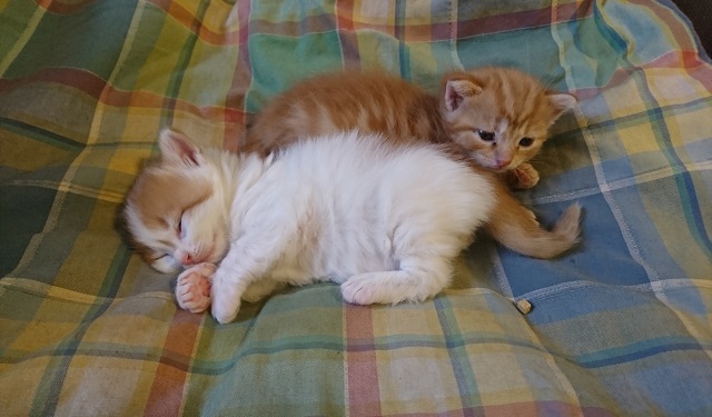 two kittens sleeping on top of each other