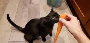 a black cat sniffing a carrot