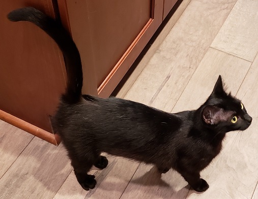 a black cat named Jill
