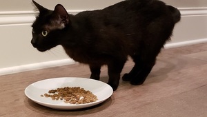 a black cat eating dry food from a plate
