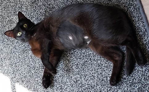 a black cat named Jill on a grey rug