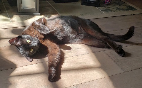 a black cat lazing about on a grey hardwood floor