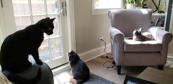 3 cats, a black short hair, black long hair and a grey cat in a chair