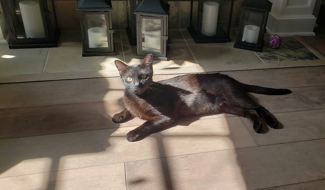 black cat named Jill on a grey floor
