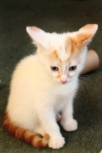 milo the turkish van as a kitten