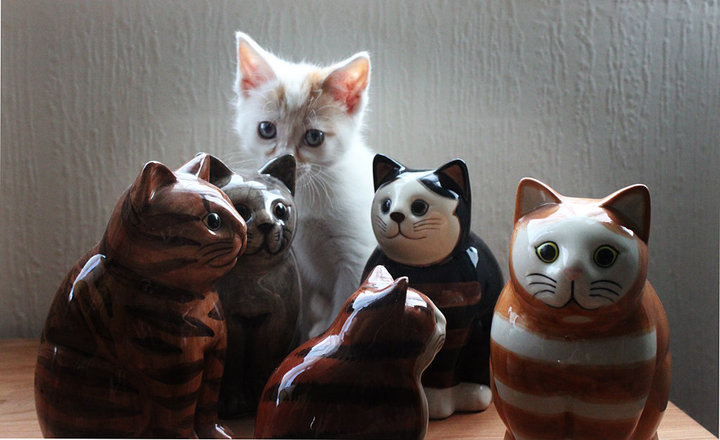 milo the turkish van cat hiding in some figurines