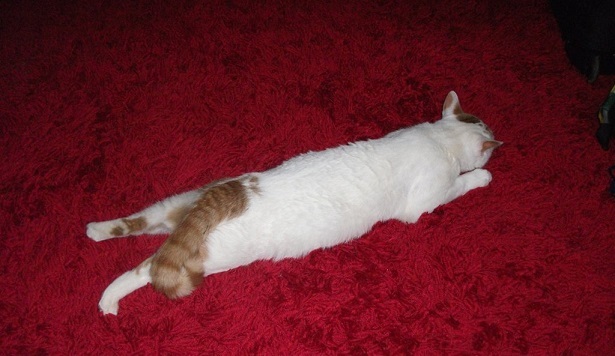 turkish van cat sprawled on a red carpet