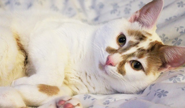 milo the turkish van laying down