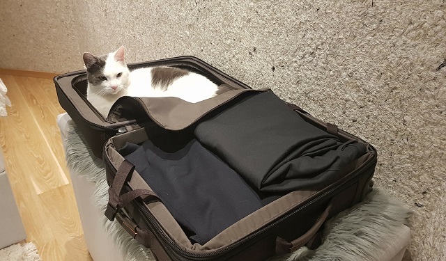 rori in a suitcase