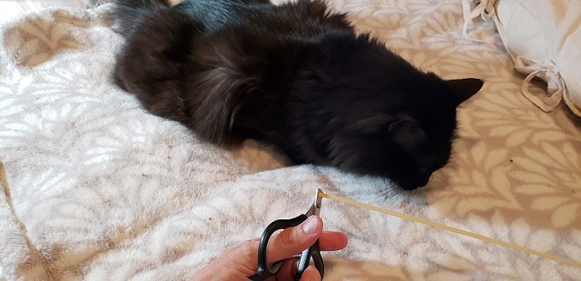 clipping spaghetti near your cat