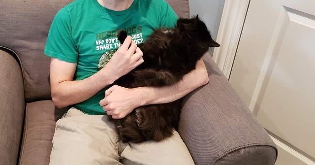 a cat in position to have her nails clipped