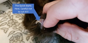 the quick on your cat's nail