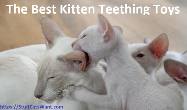 a white kitten biting his mother's ear