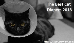 cat in a cone after surgery