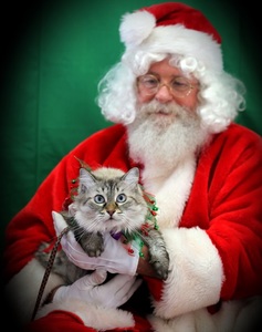 Felicia getting pictures with Santa