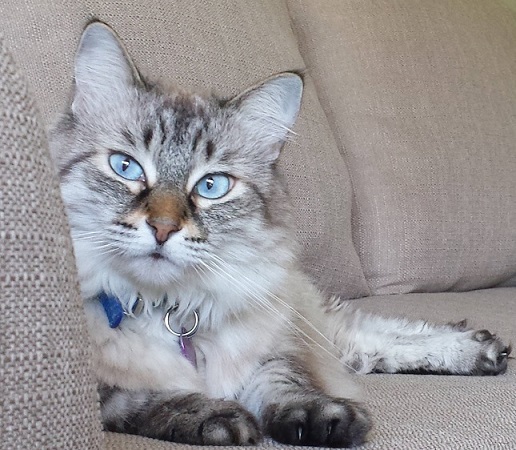 Felicia relaxing on the couch