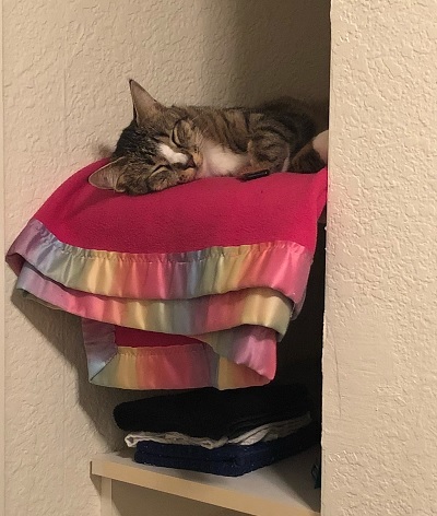 Binx the cat sleeping in his cubby hole