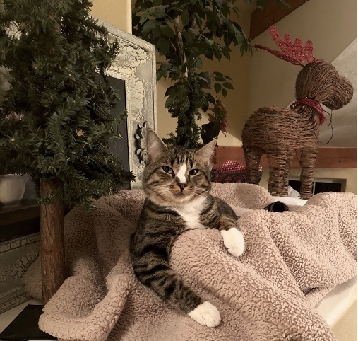 binx the cat looking super chill in his bed