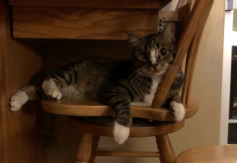 Binx the cat laying around on a wooden chair