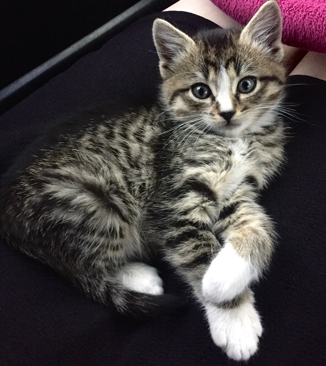 an adorable kitten named Binx