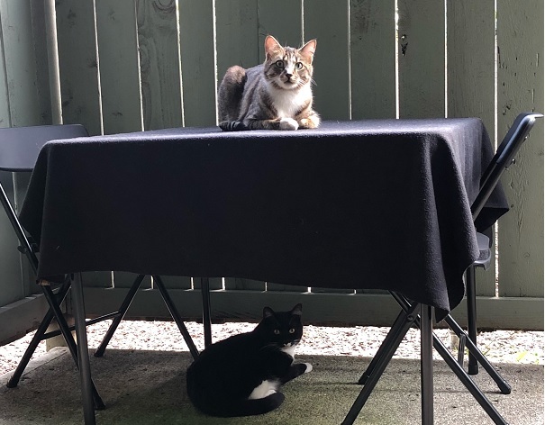 Binx on top of the table and his girlfriend Beast Boy below it