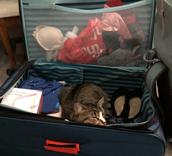 Binx sleeping in his suitcase