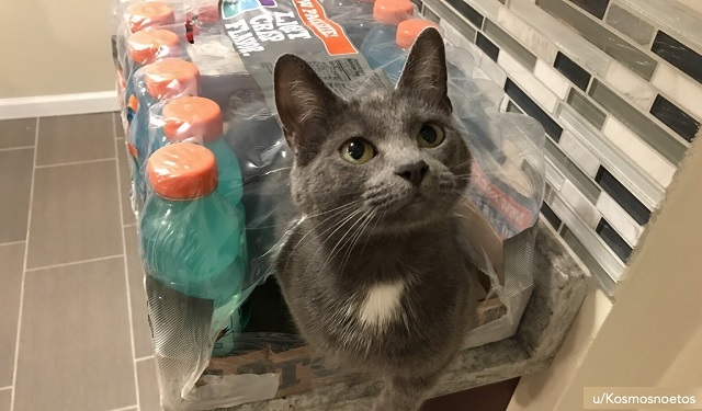 a grey and white cat in a gatorade box