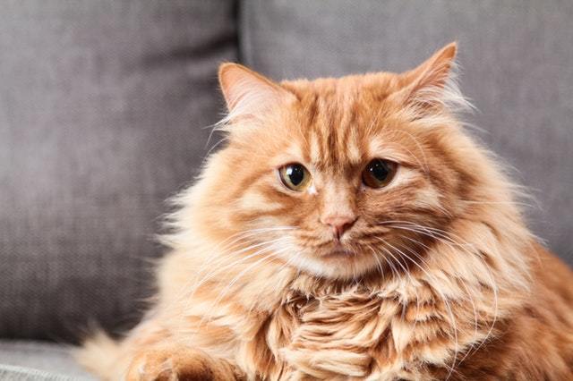A very fluffy orange cat