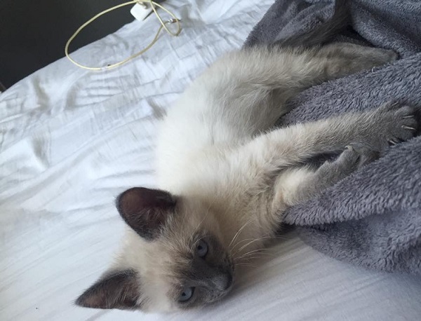 bibsby the siamese as a kitten