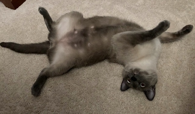 Bigsby the siamese cat laying upside down